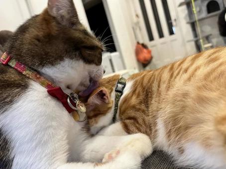 猫 ペロペロ 猫 ペロペロの写真