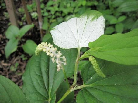 ハンゲショウ・半夏生のマクロ写真の写真