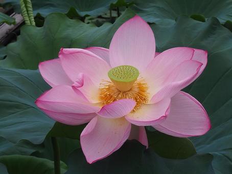 ハスの花 ハスの花 花,ハス,蓮の写真素材