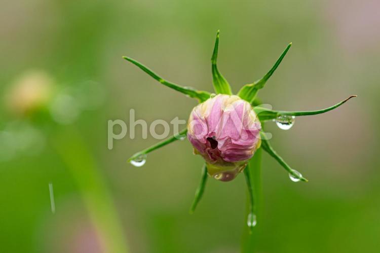 雨の日のコスモス畑 コスモス,こすもす,ツボミの写真素材