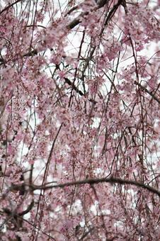 cherry blossoms, JPG cherry blossoms, JPG