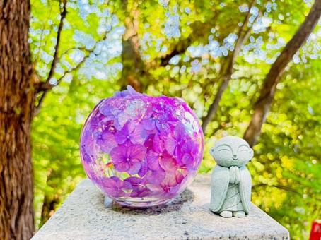 こんにちは 紫陽花,夏,自然の写真素材