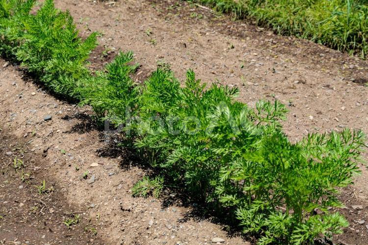 畑に植えられた人参の葉 植物,野菜,自然の写真素材