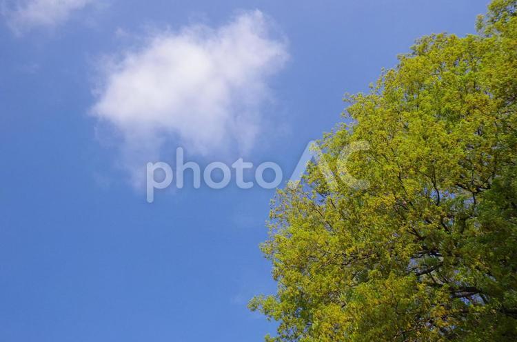 ケヤキの若葉と青空 ケヤキ,新緑,若葉の写真素材