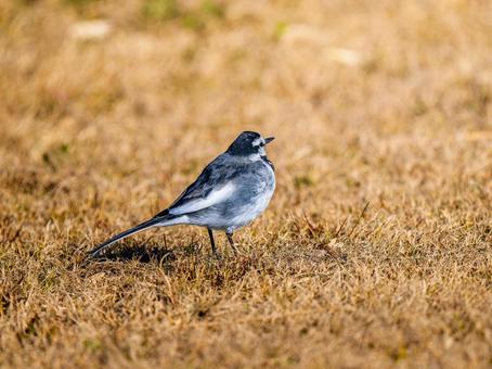 地面を歩くハクセキレイ 地面を歩くハクセキレイの写真
