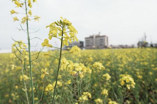 菜の花 菜の花の写真