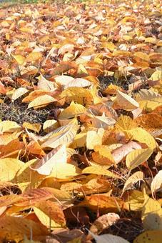 落ち葉の絨毯 秋,じゅうたん,秋景色の写真素材