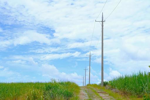 さとうきび畑と夏空② さとうきび畑と夏空② さとうきび畑,沖縄,グリーンの写真素材