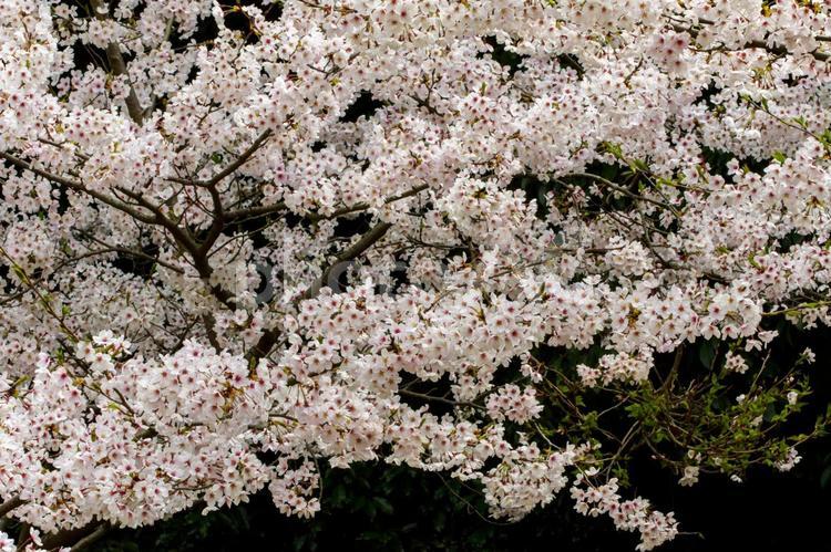 濃い緑と桜の花 さくら,桜,季節の写真素材