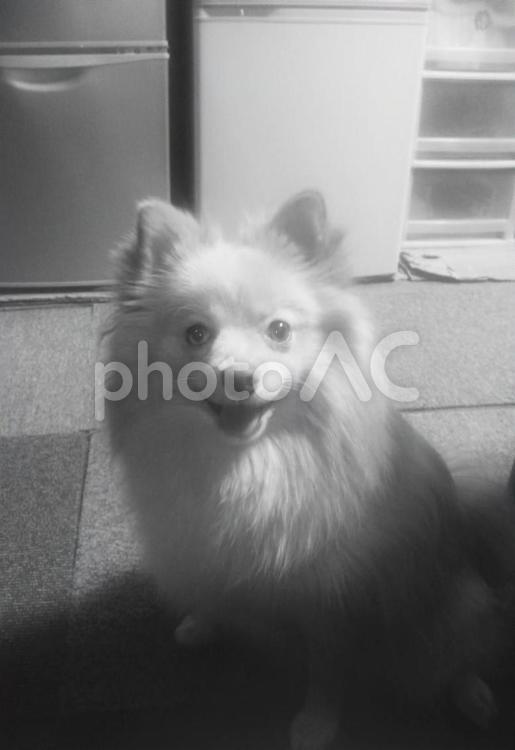 ポメラニアン 犬,ポメラニアン,雌の写真素材