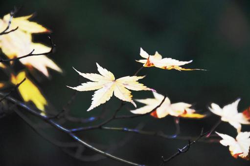 紅葉 紅葉の写真