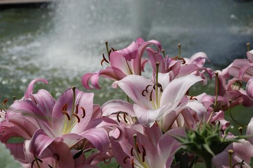 満開のピンクの百合の花のアップ 満開のピンクの百合の花のアップ 満開,ピンク,百合の写真素材