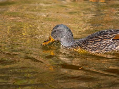 池を泳ぐマガモのメス マガモ,カモ,鴨の写真素材