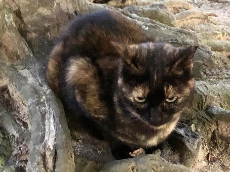 睨みつける野良猫 動物,猫,野良猫の写真素材