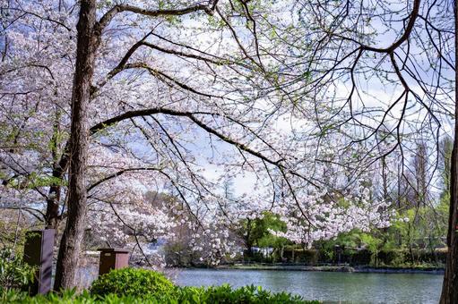 桜と井の頭公園の池 桜と井の頭公園の池 桜,春,花の写真素材