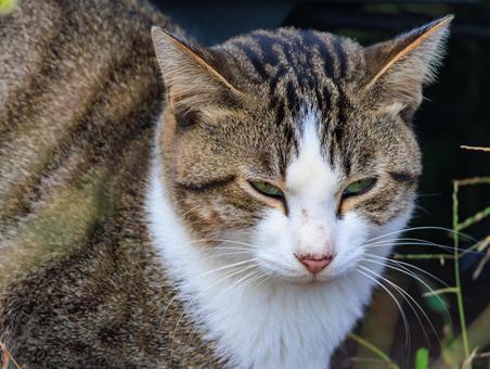 旅先で出会った野良猫です。 旅先で出会った野良猫です。の写真