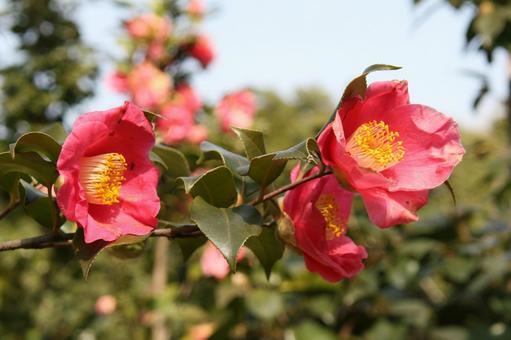 ツバキ・椿　咲く風景 ツバキ,花木,風景の写真素材