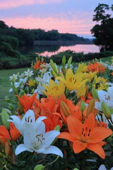 Lilies at Tomboike Park 2, JPG