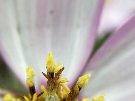 秋に見つけたお花34 秋に見つけたお花34の写真