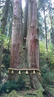 杉の木 杉の木の写真
