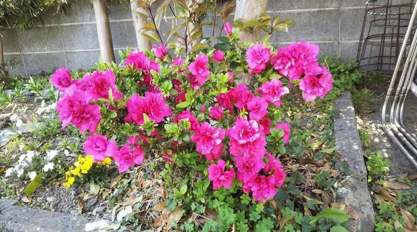 春に咲く鮮やかな花 春に咲く鮮やかな花の写真