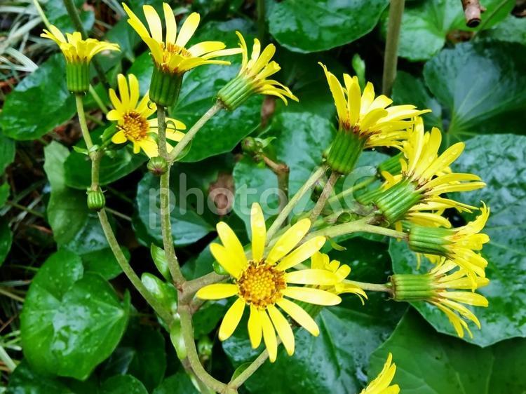雨が似合うツワブキの花 花,葉,ツワブキの写真素材