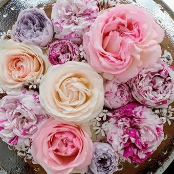 バラの花手水 バラの花手水 花手水,薔薇,華やかの写真素材