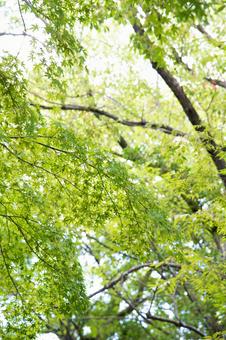 鮮やかな緑の葉の写真