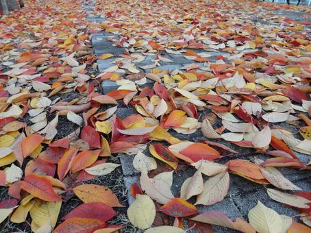 落ち葉に染まる散歩道 落ち葉に染まる散歩道の写真