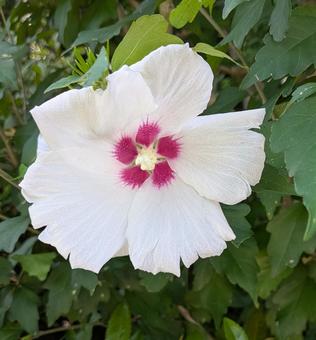 Rose of Sharon, JPG Rose of Sharon, JPG