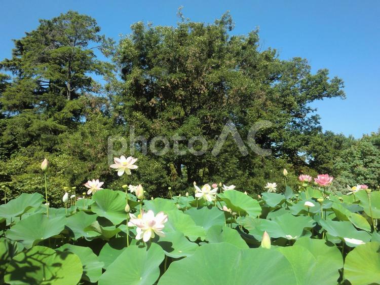 ターラント邸庭園の花（北イタリア） ターラント邸庭園,マッジョーレ湖,北イタリアの写真素材