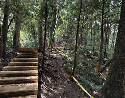 夏の高尾山　四号路　ハイキングコース 四号路,ハイキングコース,森の写真素材