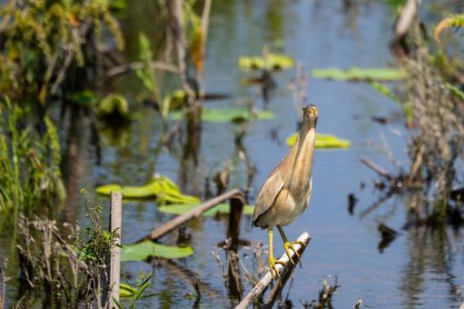 Photo, bird, yellow bittern, wild bird, 