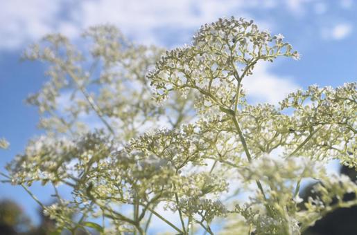 秋の花:オトコエシ4 秋の花:オトコエシ4の写真
