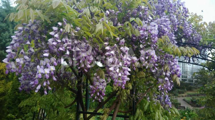 美しい満開の藤の花 藤の花,花,房の写真素材