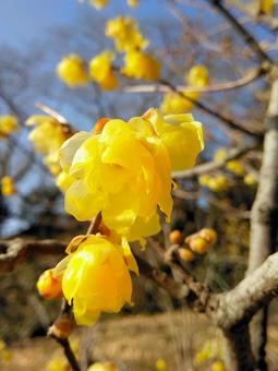 早春の蝋梅の花 早春の蝋梅の花 蝋梅,花,早春の写真素材