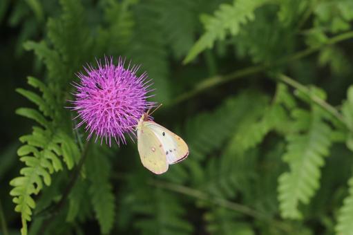 A Colias 2 resting on a thistle flower, JPG