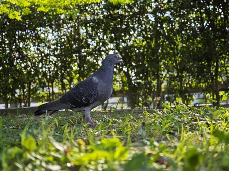 緑の中で佇む鳩 鳩,ハト,鳥の写真素材