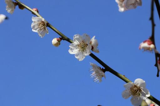 Photo, plum, flower, early spring, 