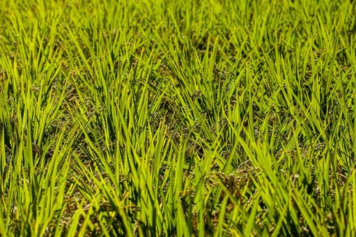 Photo, new rice, make rice, rice cultivation, 