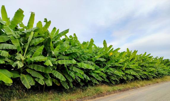 一列に並んだバナナの木のある風景 バナナ,バナナの木,列の写真素材