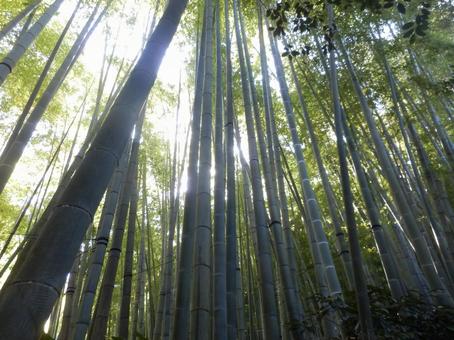 美しい木漏れ日と竹林 竹,竹林,明るいの写真素材