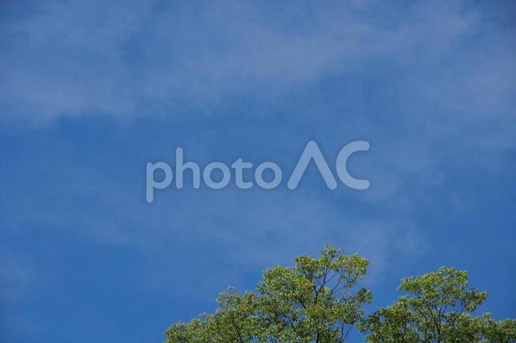 木と薄雲の青空 木,緑,葉の写真素材
