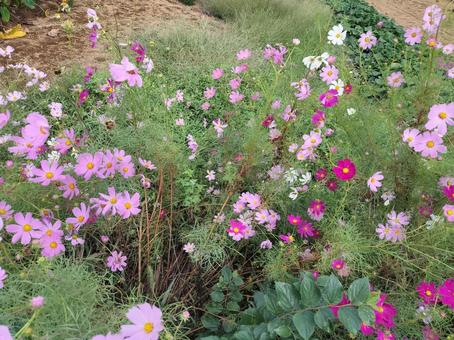 たくさんのコスモス コスモス,お花,植物の写真素材