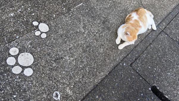 Cat Cat footprints, JPG