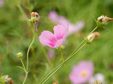 【花の写真】コスモス（秋桜）の写真