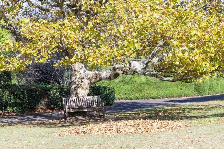 秋の気配・プラタナスの黄葉 秋,紅葉,紅葉狩りの写真素材
