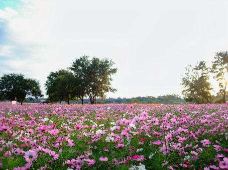 武庫川河川敷の秋桜の花畑 コスモス,花,夕暮れの写真素材