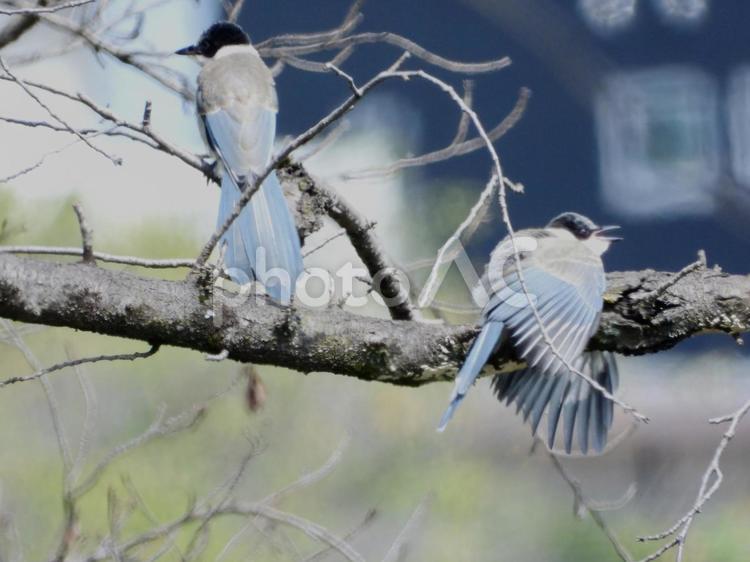 桜の木にとまる2羽のオナガ 鳥,野鳥,オナガの写真素材