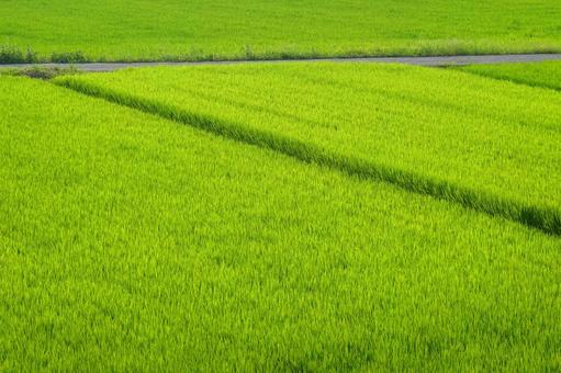 田んぼと畦道 田んぼと畦道の写真